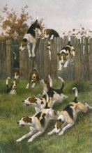 F195 - Here they come (Hounds) 